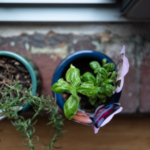 plant by window