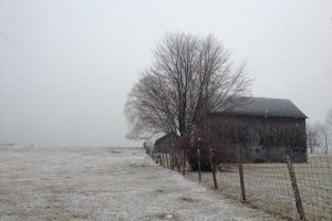 house with tree