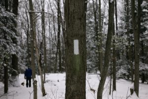 directions on tree