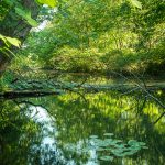 green reflection