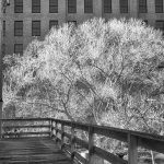 tree in front of building