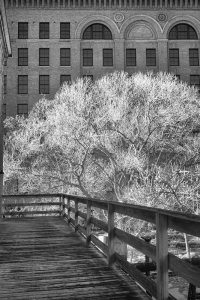 tree in front of building