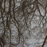 trees reflection