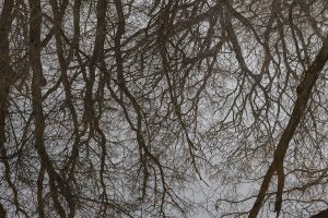 trees reflection