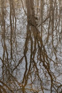 trees entangled