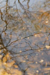 trees with yellow