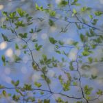 trees with sky