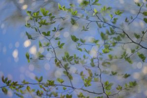 trees with sky