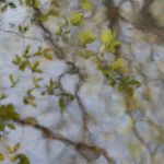 trees with green buds