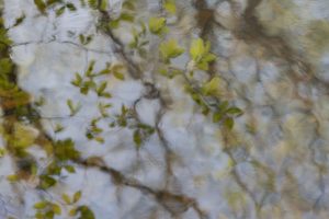 trees with green buds