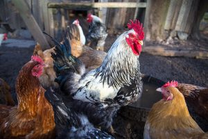rooster and hens