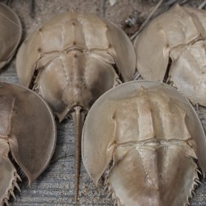 crabs on table