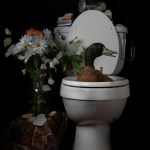 duck in toilet