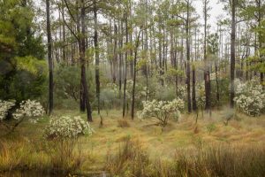 trees and grass