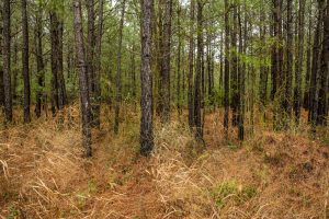 trees in grass