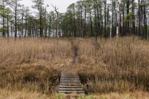 stairs in grass