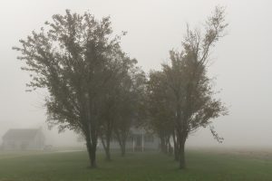 trees in front of a house