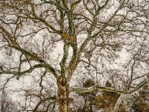 vertical tree