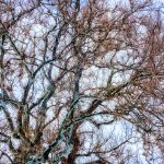 sky through trees