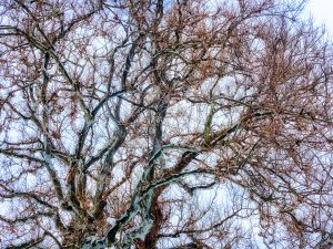 sky through trees