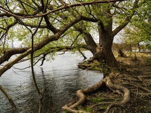 river tree