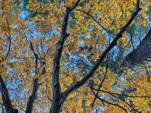 bluer sky through trees