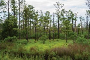 trees in grass